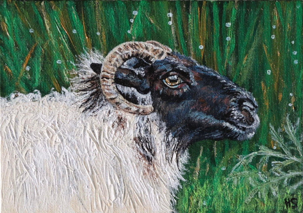 Original 7” x 5” Acrylic Painting “Fermanagh Ewe”