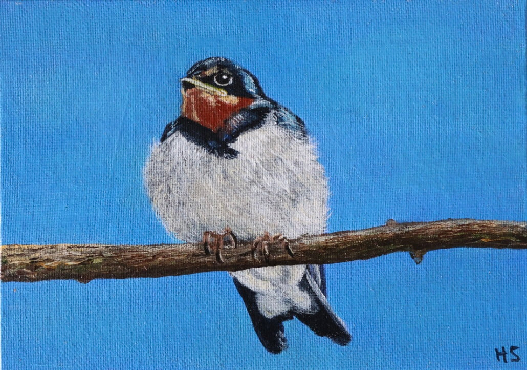 Original 7” x 5” acrylic painting “Fledgling Swallow”