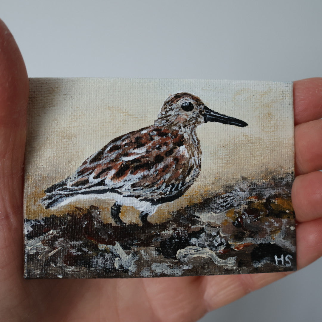 Original Mini Acrylic Painting ‘Dunlin’