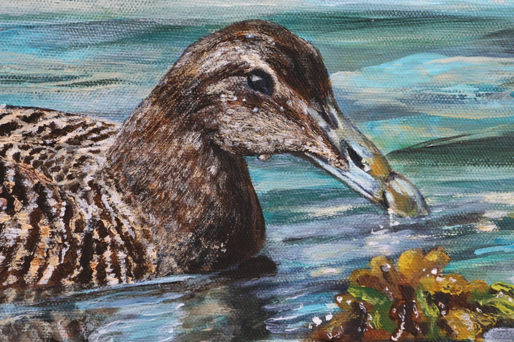 Eider duck swimming in water with seaweed