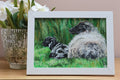 Original 7” x 5” acrylic painting “A Fermanagh lamb and Ewe”