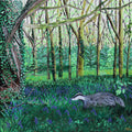 ‘Bluebell Badger’ Giclee Print
