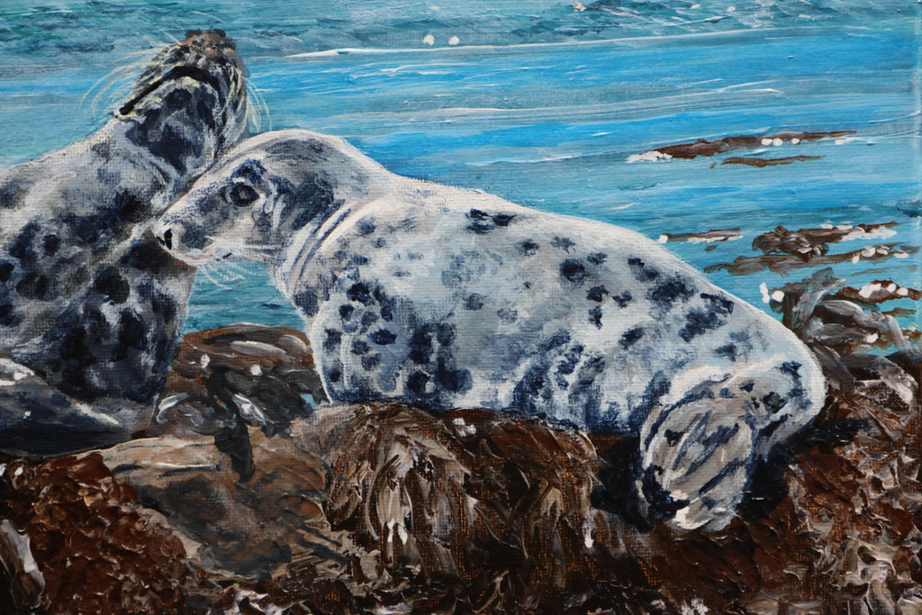 Original Irish Wildlife Acrylic Painting – Rathlin Island Grey Seals