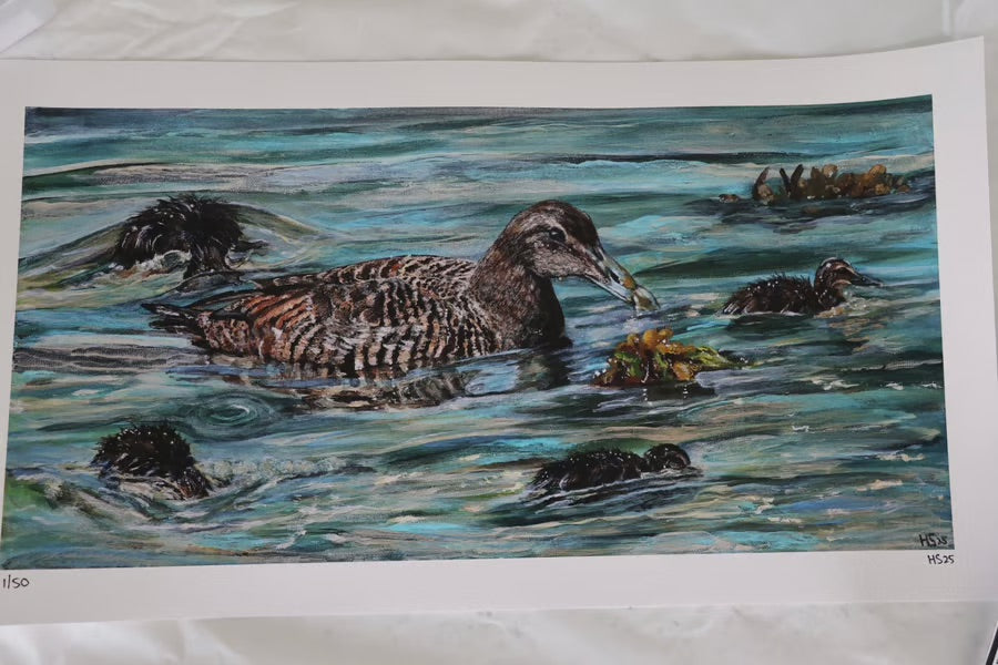 Limited Edition Giclee Print ‘Rathlin Eiders’