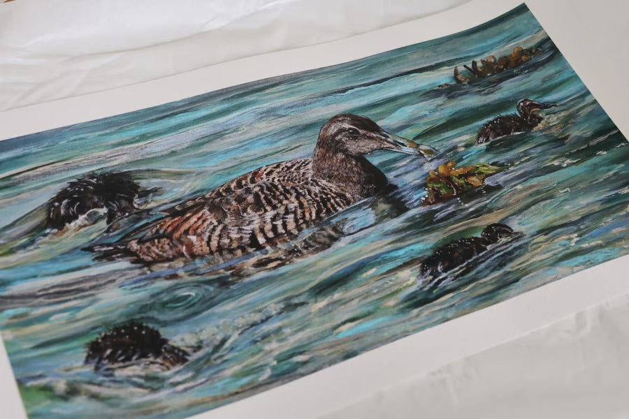 Limited Edition Giclee Print ‘Rathlin Eiders’