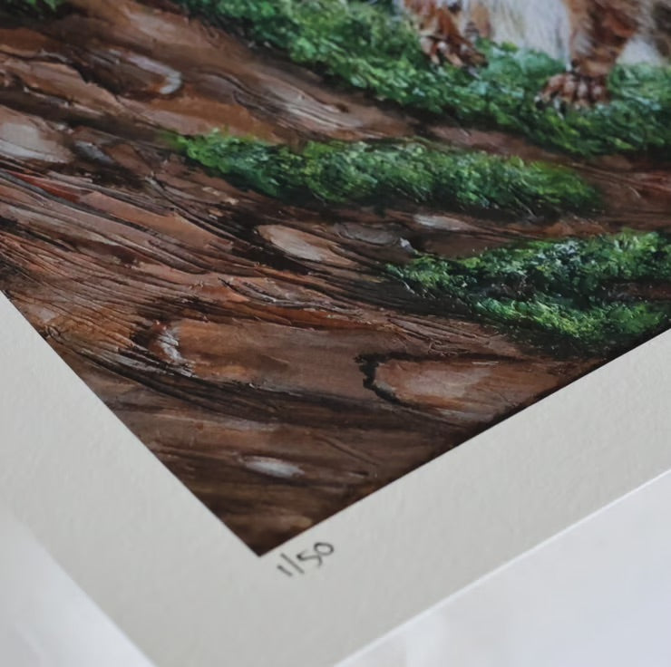 Limited Edition Giclee Print ‘Sunset Red Squirrel’