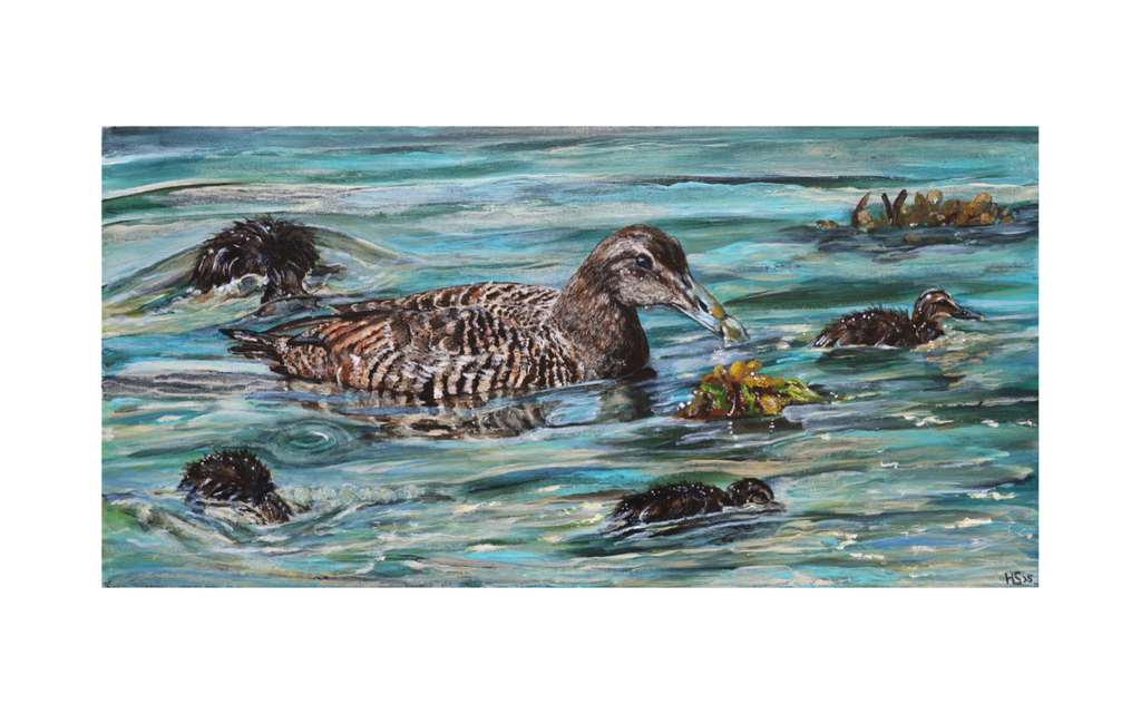 Limited Edition Giclee Print ‘Rathlin Eiders’