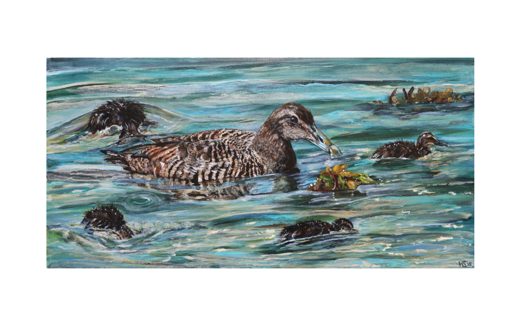 Limited Edition Giclee Print ‘Rathlin Eiders’