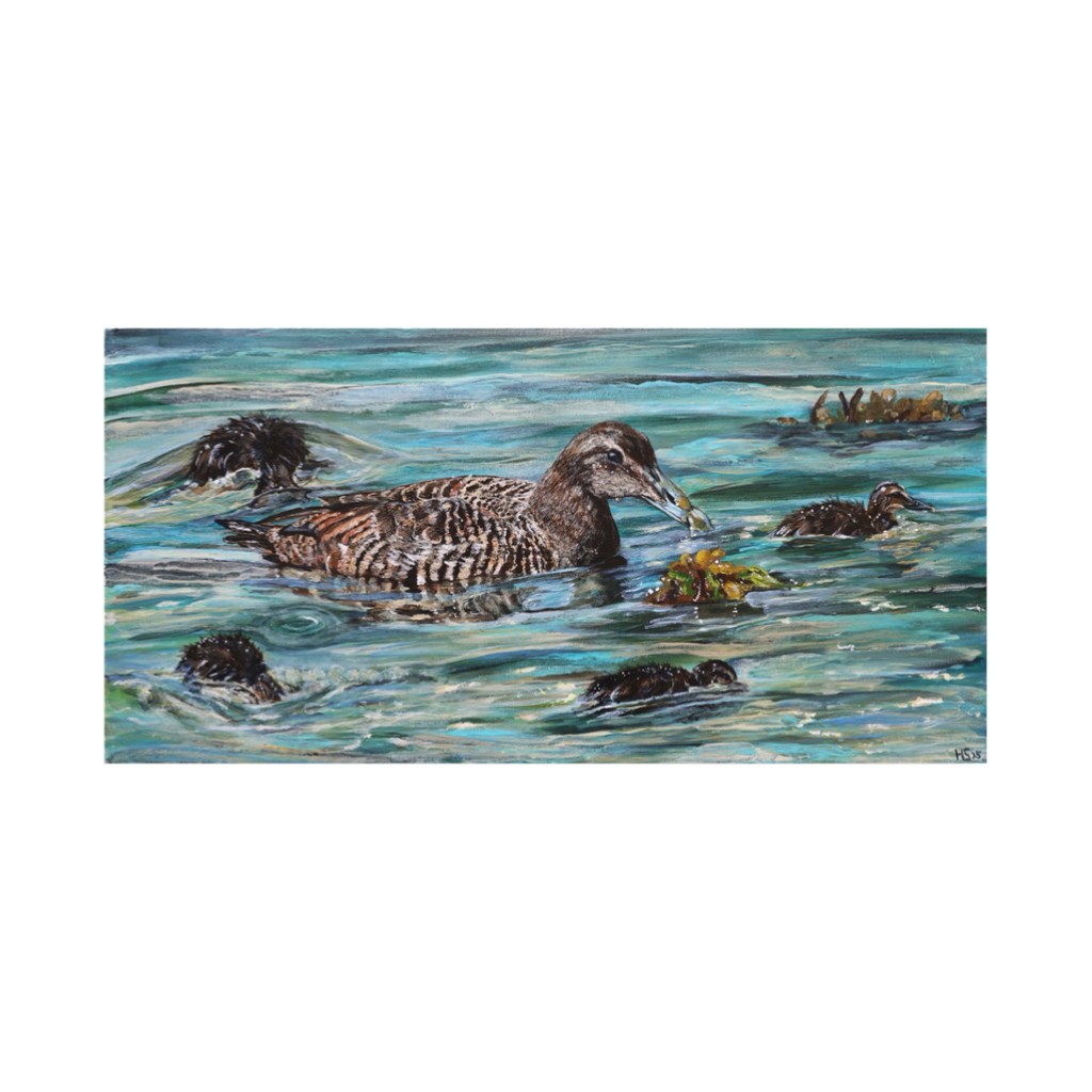 Limited Edition Giclee Print ‘Rathlin Eiders’