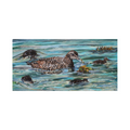 Limited Edition Giclee Print ‘Rathlin Eiders’